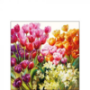 Tulips papírszalvéta 25x25cm, 20db-os