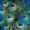 Peacock Feathers papírszalvéta 33x33cm, 20db-os