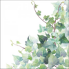 Hedera White papírszalvéta 33x33cm, 20db-os
