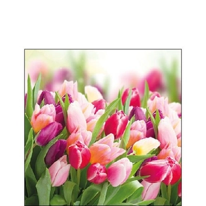Glorious Tulips papírszalvéta 25x25cm, 20db-os