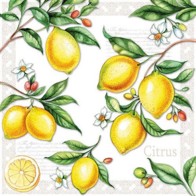 Citrus papírszalvéta 33x33cm, 20db-os