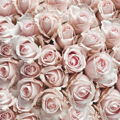 Pastel Roses papírszalvéta 33x33cm, 20db-os