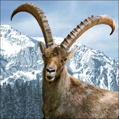 Capra Ibex papírszalvéta 33x33cm, 20 db-os