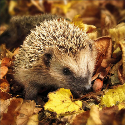 Hedgehog in the wild papírszalvéta 33x33cm, 20db-os