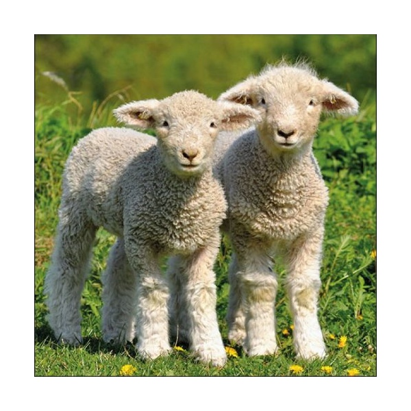 Two Lambs papírszalvéta 33x33cm, 20db-os