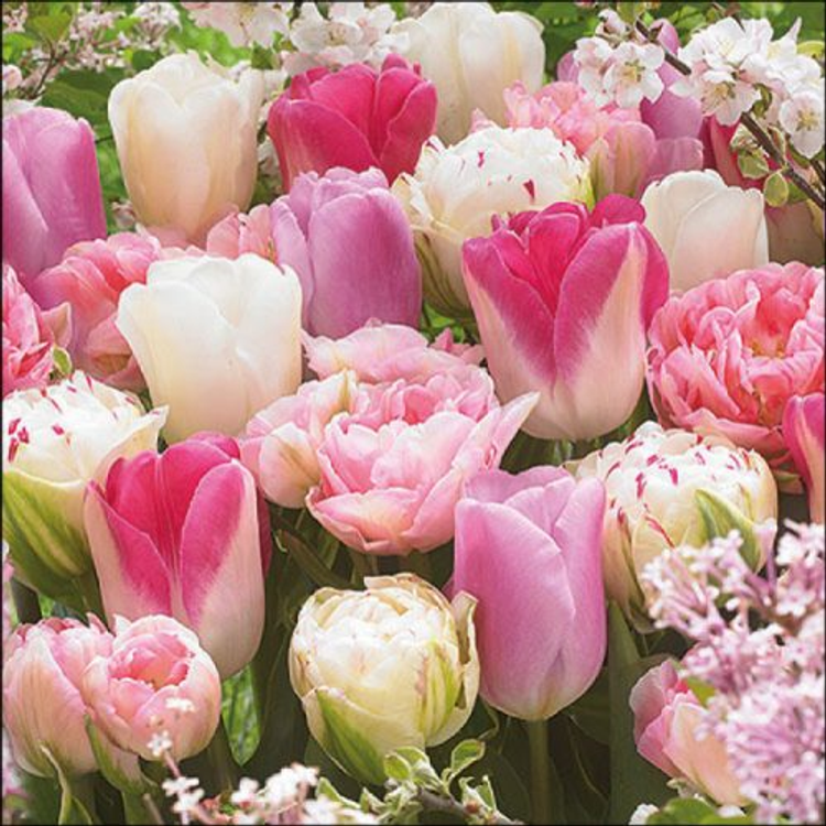 Pink Tulips papírszalvéta 33x33cm, 20db-os