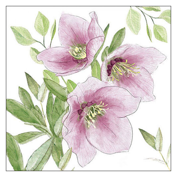 Papírszalvéta - 33x33cm, 20db-os - Classic helleborus